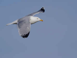 Herring gull, Larus argentatus
