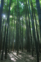 Fototapeta na wymiar bamboo and the sun
