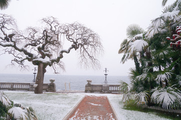 Naklejka premium Albero con i rami ricci e ondulati sotto la neve sul lago di Garda