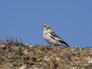 Snow bunting, Plectrophenax nivalis