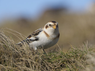 Snow bunting, Plectrophenax nivalis