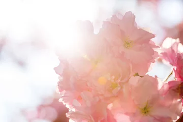 Crédence de cuisine en verre imprimé Fleur de cerisier Kirschbaumblüten