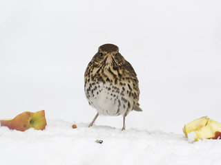 Song thrush, Turdus philomelos