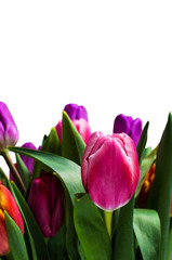 Bouquet with colorful tulips