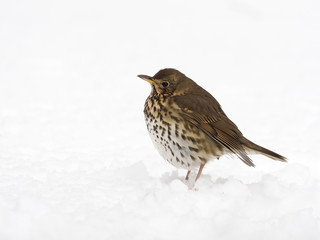 Song thrush, Turdus philomelos