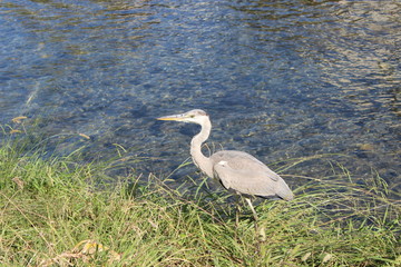 crane near the river