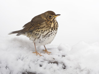 Song thrush, Turdus philomelos