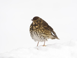 Song thrush, Turdus philomelos