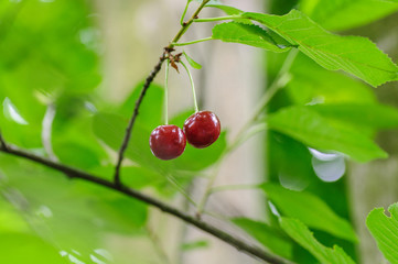 Obraz premium Cherry Berry grows on a tree branch on natural background