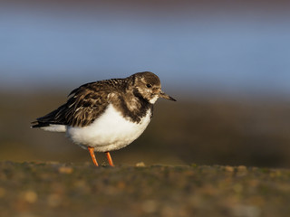 Turnstone, Arenaria interpres