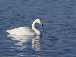Fototapeta premium Whooper swan, Cygnus cygnus
