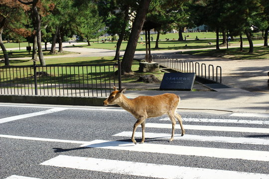 deer at the street