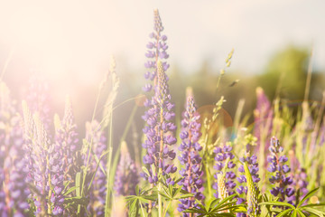 Blooming lupine flowers with sunlight on plants. Warm soft colors, blurred background.