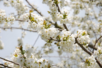 Cherry blossoms in spring