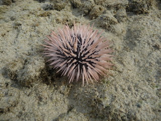 Sea Urchin at Bagunbanua Island in the Visayas region of the Philippines