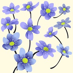 Obraz premium Set of blue spring flowers, mayflowers