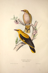 Illustration of a bird