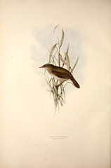 Illustration of a bird