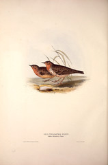 Obraz premium Illustration of a bird