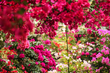 ブーゲンビリア