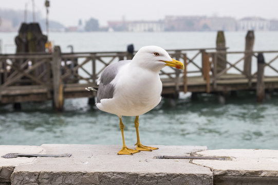 Seagull on the seafront, Venice