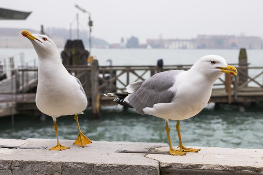 Seabird in Venice