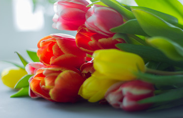 primroses, spring flowers, harbingers of spring, bright yellow and red tulips