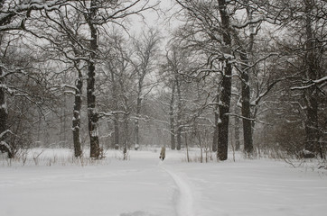 winter landscape with a heavy snowfall
