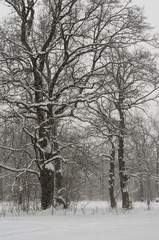 winter landscape with a heavy snowfall
