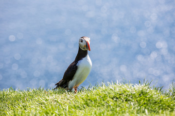 Isole Faroe.pulcinella di mare, putin