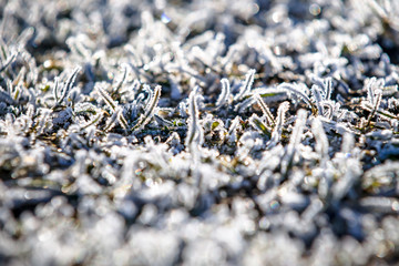 Grass covered with the hoarfrost at dawn