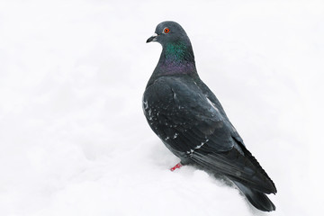 Bird pigeon in the snow - 195753658