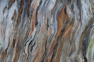 Background from a natural tree