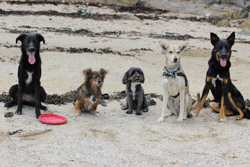 5 chiens qui posent sur l plage