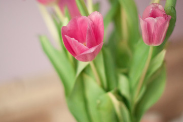 tulips