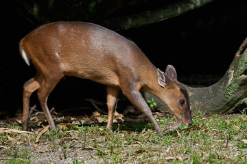 Reeves muntjac (Muntiacus reevesi)