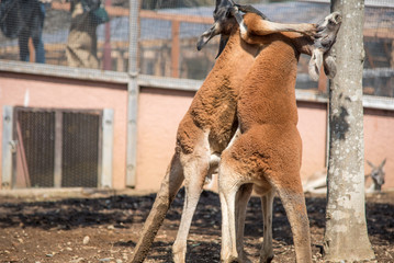 ・ワラビー・喧嘩・殴る