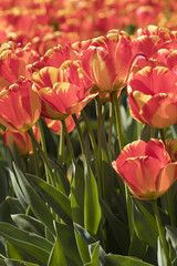 Orange Tulips in a Mass Planting