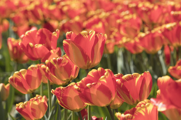 Orange Tulips in a Mass Planting