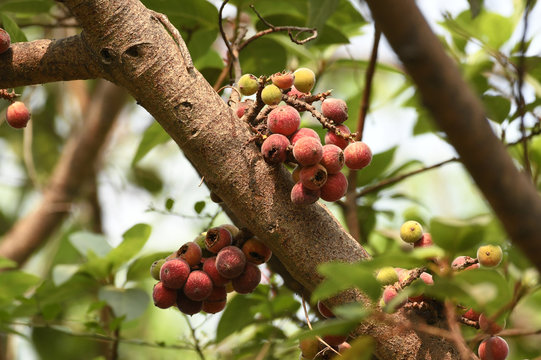 Close up of Ripe Cluster Figs