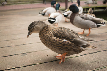 Call duck
