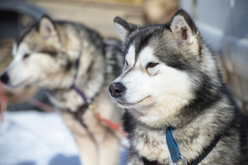 Dog from a sled harness with a shallow depth of field