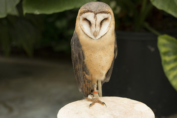 barn owl