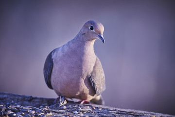 morning dove eating