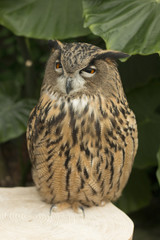  Eurasian eagle owl