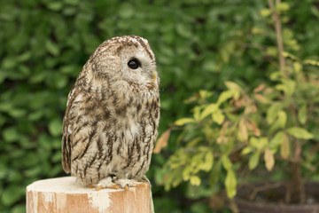 Tawny owl