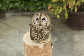 Tawny owl