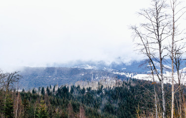 Wild nature of the Carpathian Mountains in winter. Coniferous forests and clouds