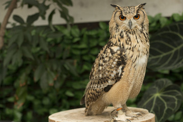  Eurasian eagle owl