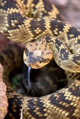 Crotalus molossus